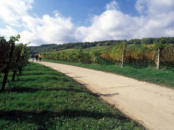 08_weinberge