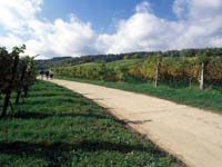 08_weinberge